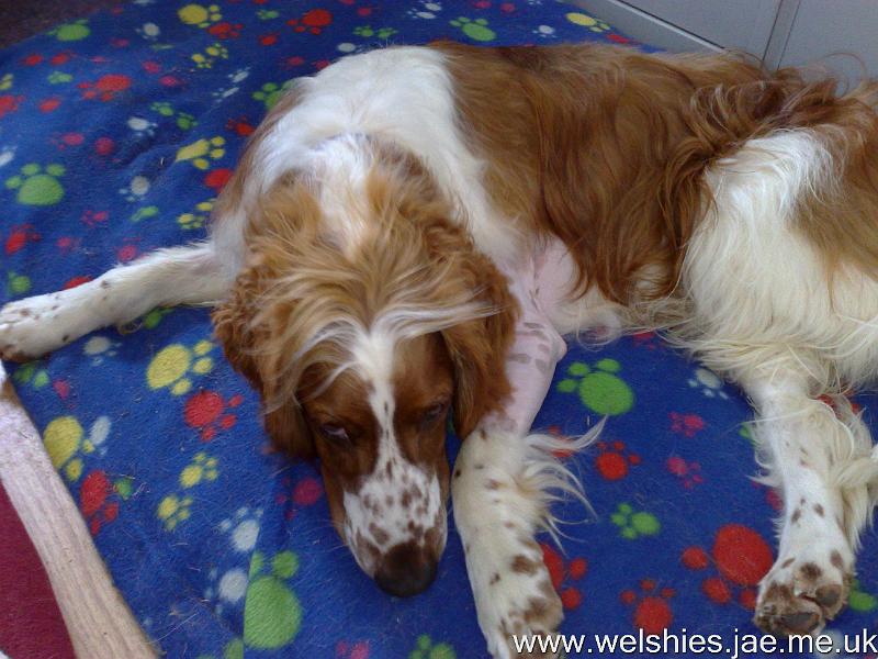 2010-07-31 04.jpg - I had plasters on every leg when I came home